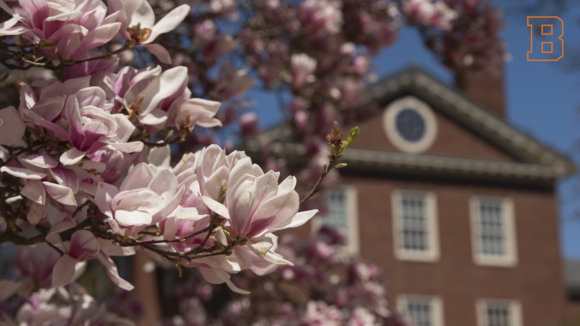 Zoom Background - bloom