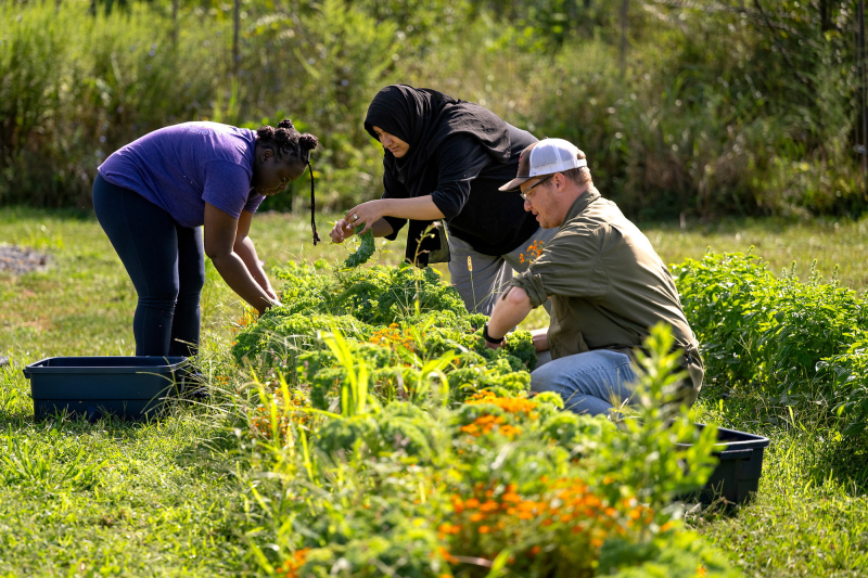 Three people pick kale from a garden row. 