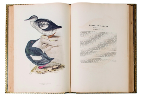  John Gould’s Birds of Europe
