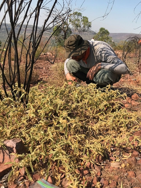 Martine_new_bush_tomato