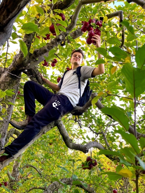 Ben Fink &#039;24 climbs an apple tree