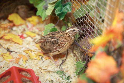 Japanese_quails