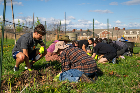 Students pull weeds at the Morrow Farm.