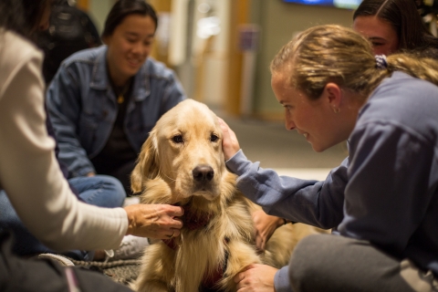 Therapy dog session