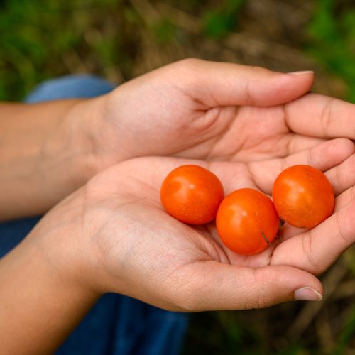Hands holding 3 red cherry tomatoes
